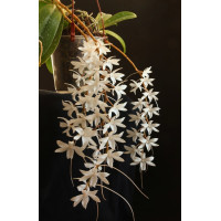 Aerangis Articulata