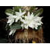 Aerangis Fastuosa