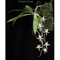 Aerangis Jacksonii
