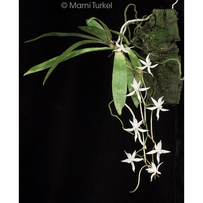 Aerangis Jacksonii