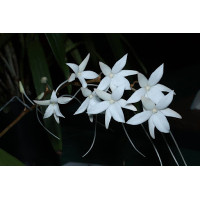Aerangis Modesta