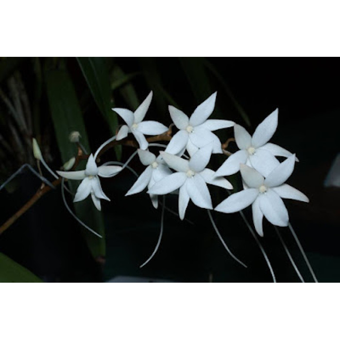 Aerangis Modesta