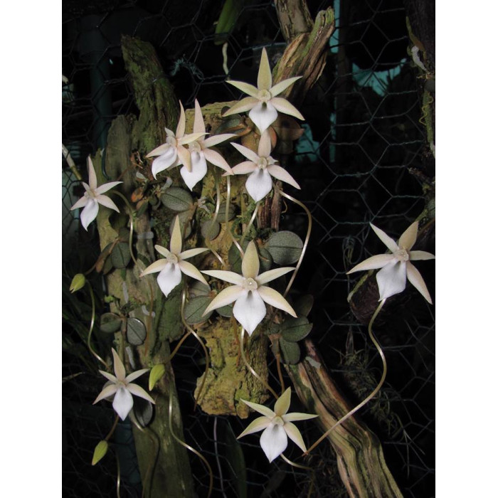Aerangis Punctata