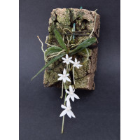 Aerangis Articulata 2,5