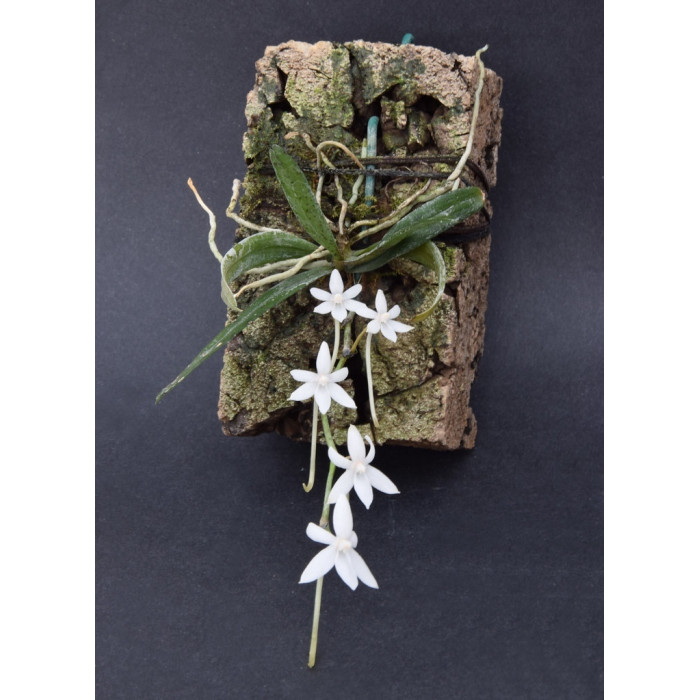 Aerangis Articulata 2,5