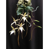 Aerangis Fuscata