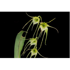 Aerth. Caudata