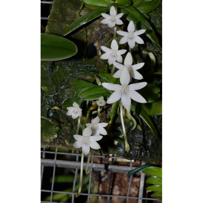Aerides Calantha