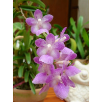 Aerides Krabiense 1,7