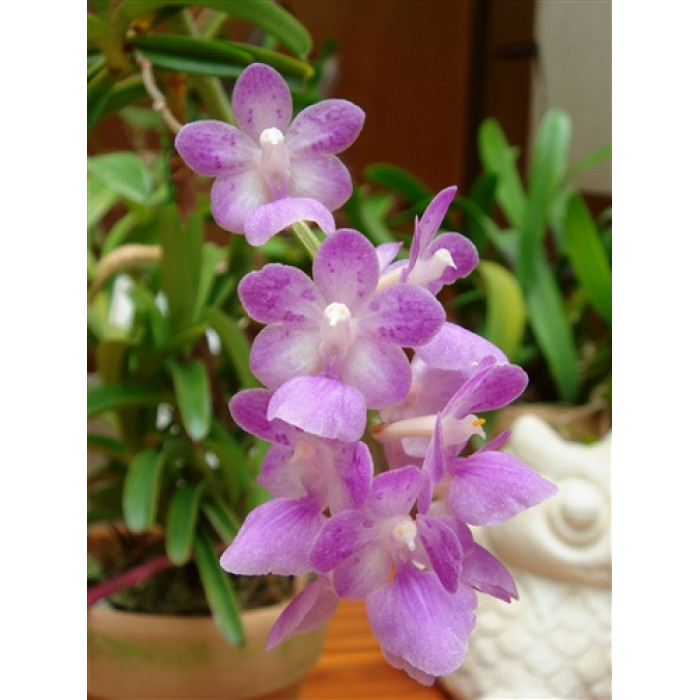 Aerides Krabiense 1,7