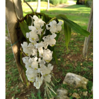 Aerides Odorata Alba