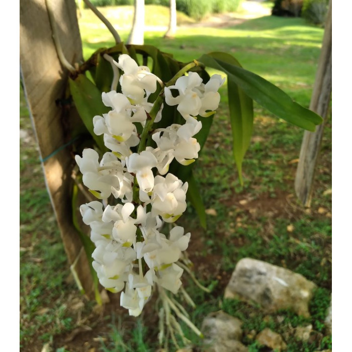 Aerides Odorata Alba