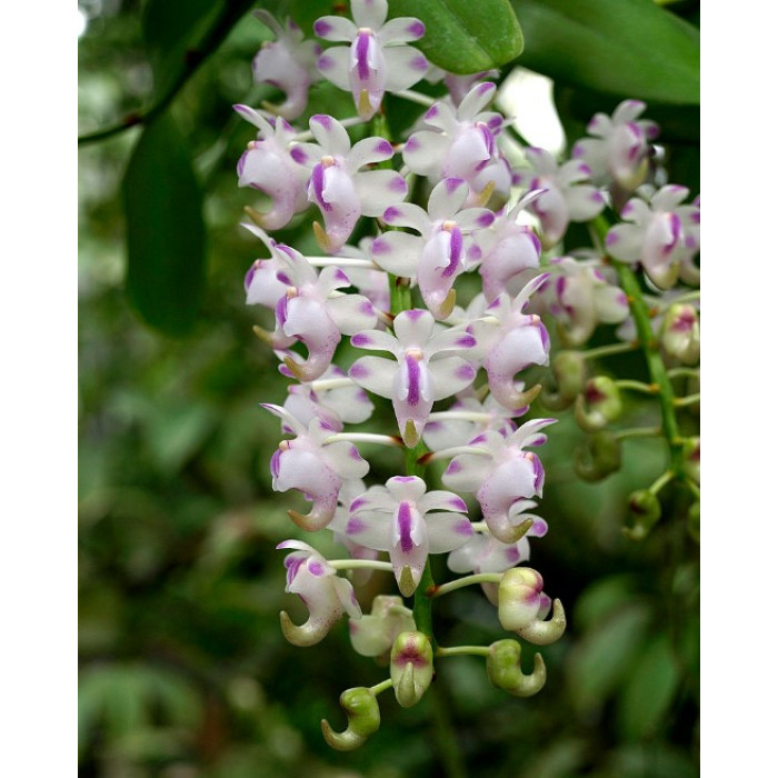 Aerides Odorata