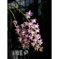 Aerides Quinquevulnera