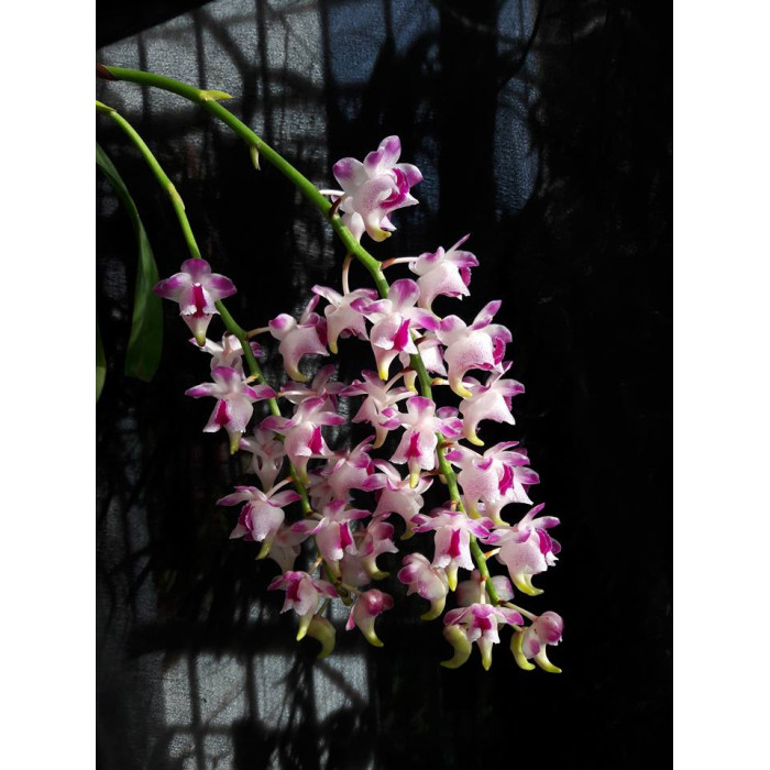 Aerides Quinquevulnera