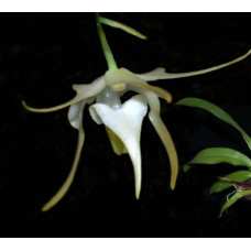 Aerth. Spinosa