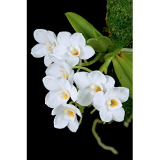 Amesiella Philippinensis