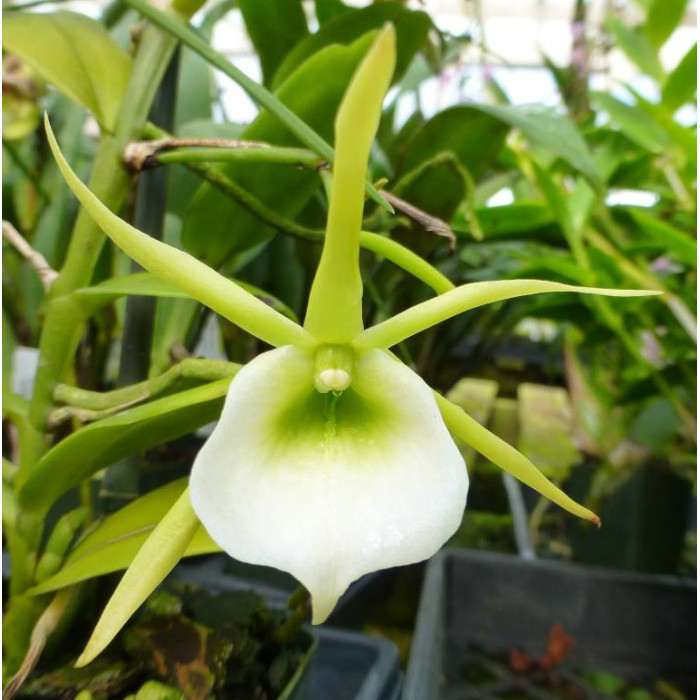 Angcm. Eichlerianum