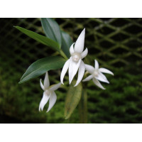 Angcm. Mauritianum