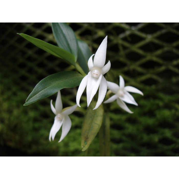 Angcm. Mauritianum