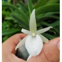 Angcm. Rutenbergianum x Conchoglossum