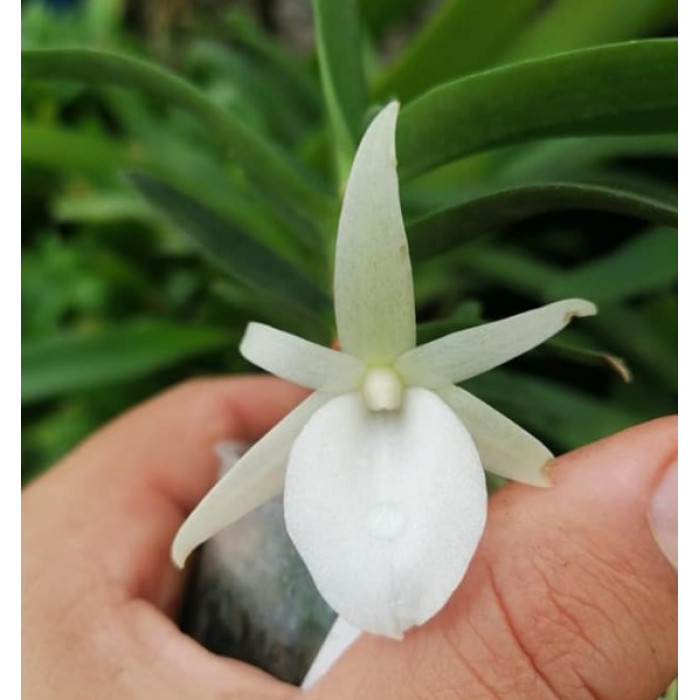 Angcm. Rutenbergianum x Conchoglossum