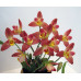 Angcst. Red Jewel Angcst. Red Jewel