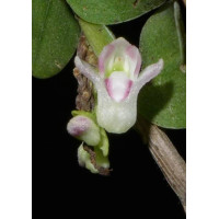 Appendicula Cornuta