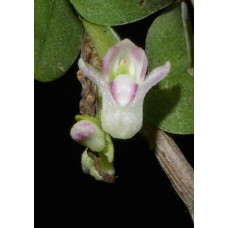 Appendicula Cornuta