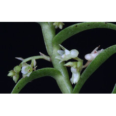 Appendicula Hexandra