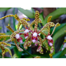 Arachnis Flos-aeris