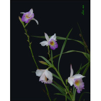 Arundina Graminifolia var. Caespitosa