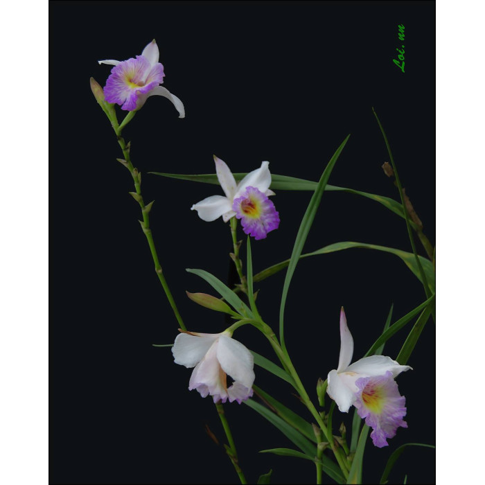 Arundina Graminifolia var. Caespitosa