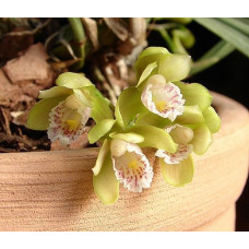 Bifrenaria Clavigera Bifrenaria Clavigera