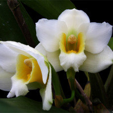 Bifrenaria Harrisoniae alba Bifrenaria Harrisoniae alba