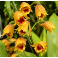 Bifrenaria Stefanae Bifrenaria Stefanae