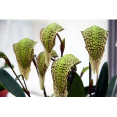 Bulb. Arfakianum