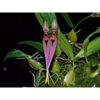 Bulb. Biflorum