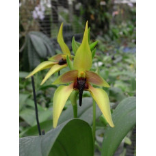 Bulb. Carunculatum Bulb. Carunculatum