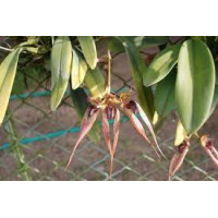 Bulb. Dearei x Fascinator