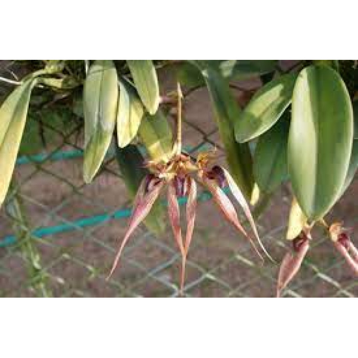 Bulb. Dearei x Fascinator