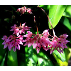 Bulb. Dentiferum