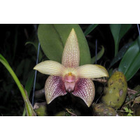 Bulb. Facetum