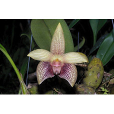 Bulb. Facetum Bulb. Facetum