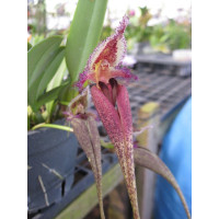 Bulb. Fascinator var. hampeliana