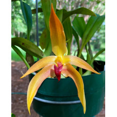 Bulb. Frank Smith Bulb. Frank Smith