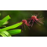 Bulb. Gracillimum