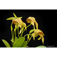 Bulb. Grandiflorum Bulb. Grandiflorum