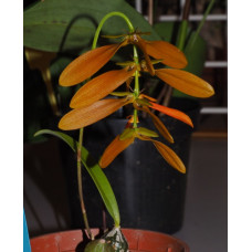 Bulb. Khaoyainensis
