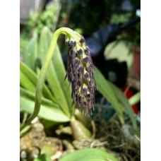 Bulb. Lemniscatoides